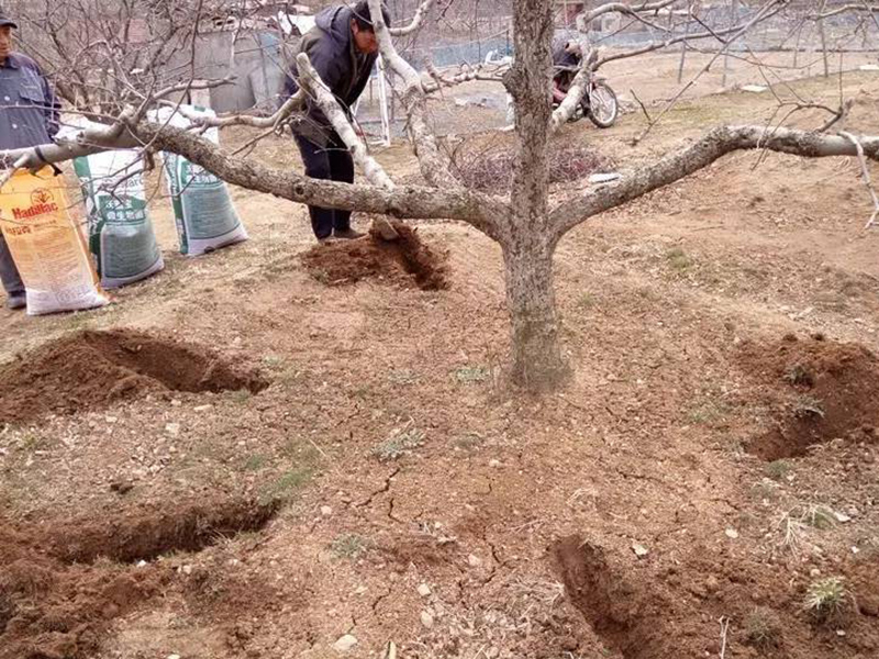 肥料養分含量檢測儀為蘋果挑選合適肥料 肥料養分含量檢測儀為蘋果挑選合適肥料