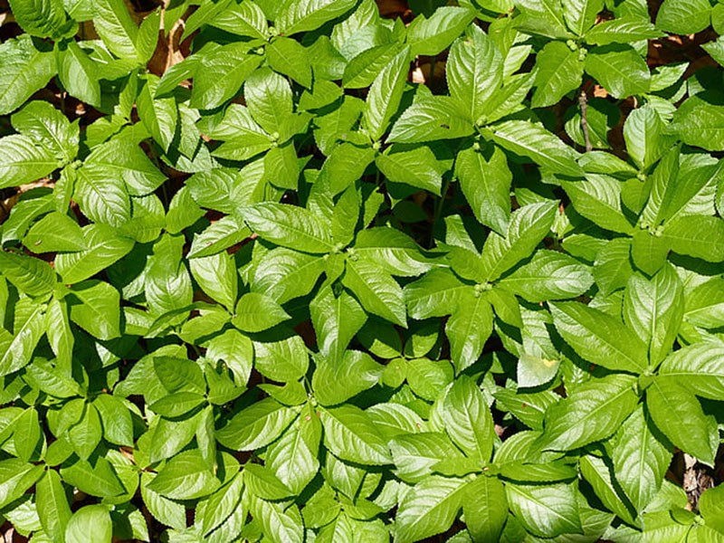 葉面積指數(shù)測(cè)定儀可無(wú)損傷測(cè)量葉片的葉面積 葉面積指數(shù)測(cè)定儀可無(wú)損傷測(cè)量葉片的葉面積