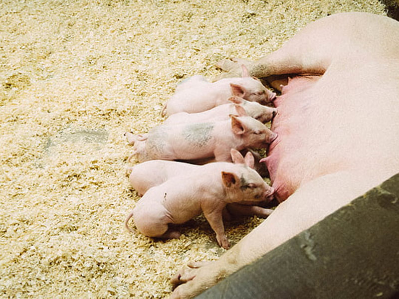 動(dòng)物疫病快速診斷儀快速、安全、便攜