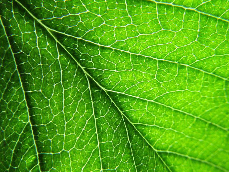 葉綠素含量測量儀為指導(dǎo)農(nóng)戶合理施肥 葉綠素含量測量儀為指導(dǎo)農(nóng)戶合理施肥