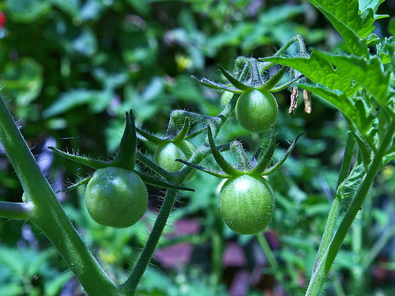 農藥殘留會對身體產生怎樣的危害 農藥殘留會對身體產生怎樣的危害
