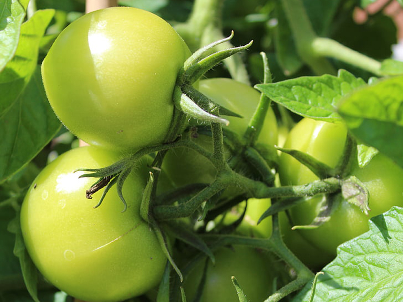 農(nóng)藥殘留檢測儀結(jié)果準(zhǔn)確嗎 農(nóng)藥殘留檢測儀結(jié)果準(zhǔn)確嗎