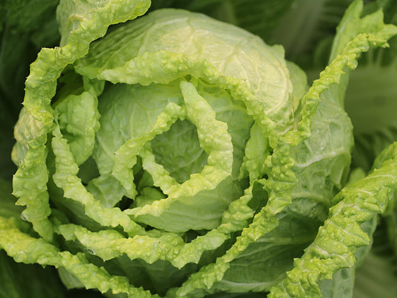 怎樣可以檢測小白菜中農藥殘留是否超標？