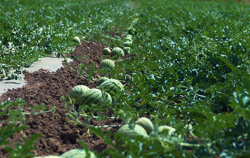 土壤養(yǎng)分檢測儀
