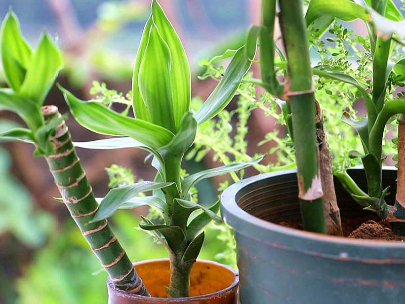 土壤氮、磷、鉀檢測(cè)器 土壤氮、磷、鉀檢測(cè)器