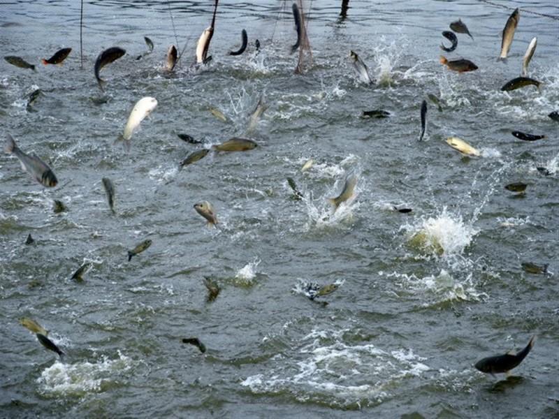 水產(chǎn)養(yǎng)殖水質(zhì)檢測儀