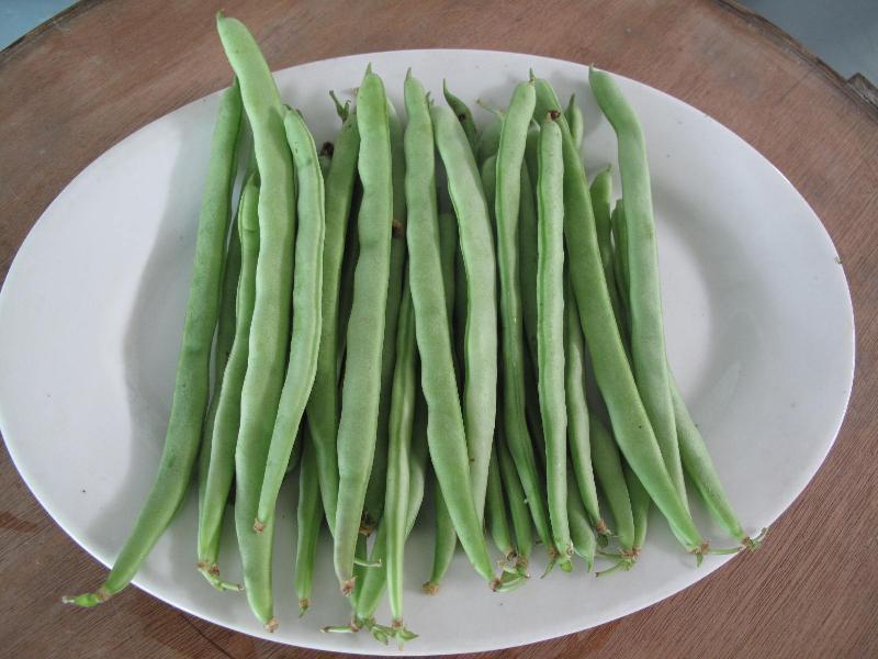 農(nóng)藥殘留檢測儀,檢測四季豆農(nóng)藥殘留含量 農(nóng)藥殘留檢測儀,檢測四季豆農(nóng)藥殘留含量