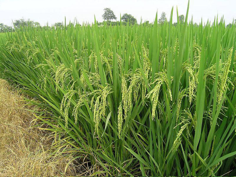 糧食重金屬快速檢測儀，為糧食安全提供保障