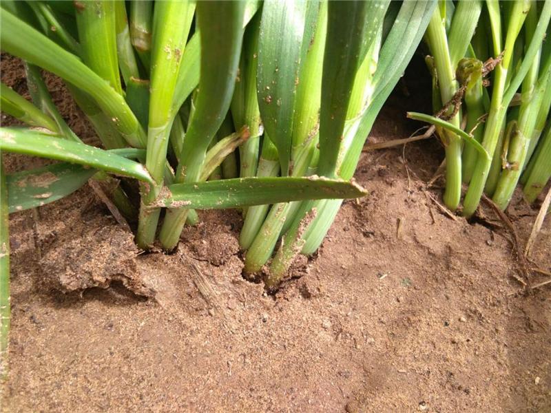 植物莖稈強度測定儀,對作物栽培提供幫助 植物莖稈強度測定儀,對作物栽培提供幫助