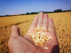 糧食水分測量儀，為小麥提供合理存儲時間