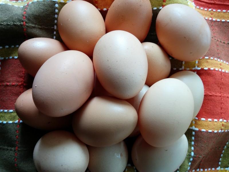 獸藥殘留檢測設(shè)備:雞蛋藥物殘留檢測儀 獸藥殘留檢測設(shè)備:雞蛋藥物殘留檢測儀