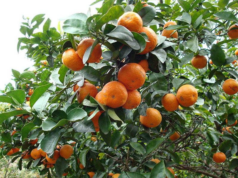 砂糖橘的種植，光照很重要