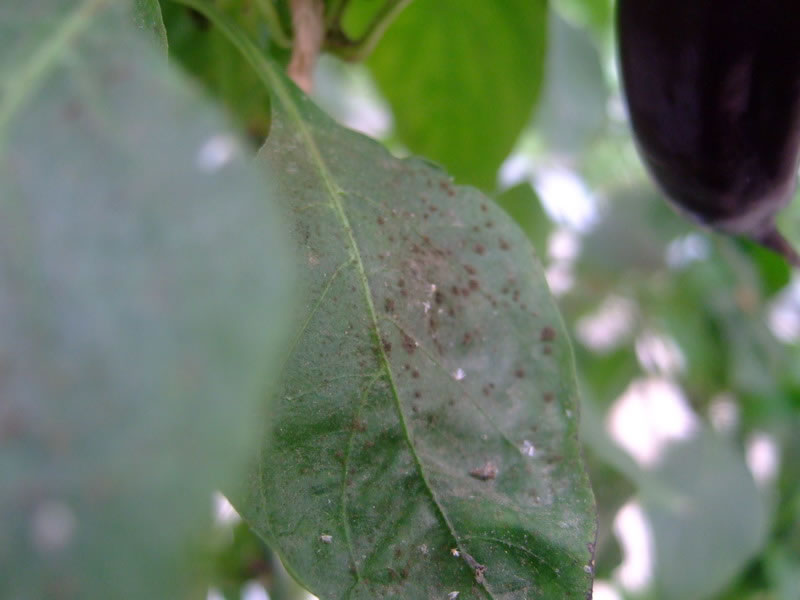 手持式葉面積可無損測量葉面積和相關(guān)指數(shù) 手持式葉面積可無損測量葉面積和相關(guān)指數(shù)