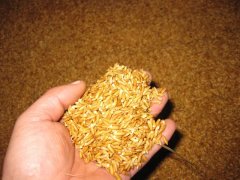 糧食中的真菌毒素怎么檢測？